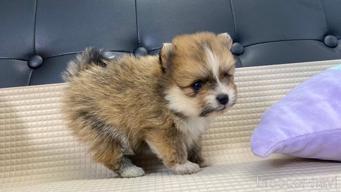 成約済の兵庫県のポメラニアン-311232の7枚目